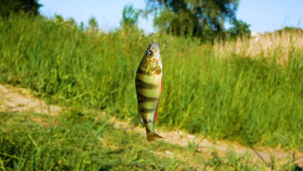 The caught perch fish hangs and twitches on the fisherman's hook on the fishing rod line. Fishing on the pond in summer. Fishing as a hobby. Illegal fishing, poaching. - Powered by Adobe