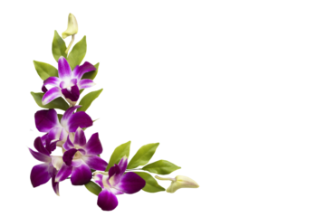purple flowers orchids arrangement flat lay postcard style 