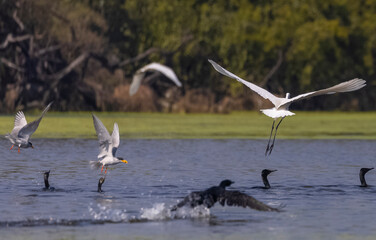 Intermediate egret (Ardea intermedia) snatching fish from oriental darter while fighting in river...