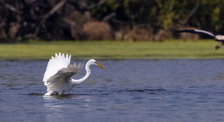 Intermediate egret (Ardea intermedia) snatching fish from oriental darter while fighting in river...