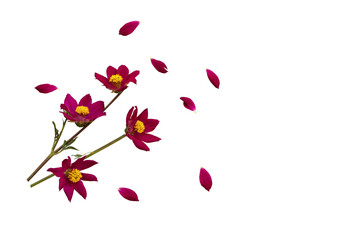 red flowers cosmos arrangement flat lay postcard style 