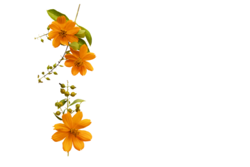 orange flowers cosmos arrangement flat lay postcard style 