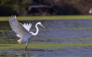 Intermediate egret (Ardea intermedia) snatching fish from oriental darter while fighting in river...