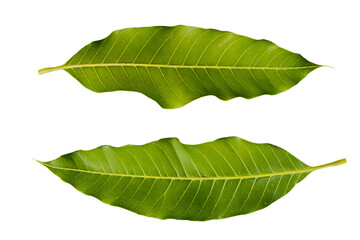 Obraz premium mango leaf arrangement flat lay style 