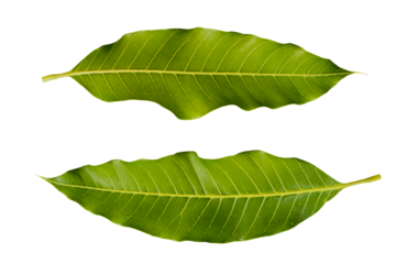 mango leaf arrangement flat lay style 