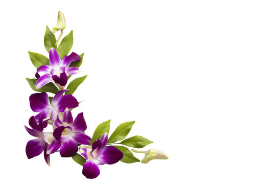 purple flowers orchids arrangement flat lay postcard style 