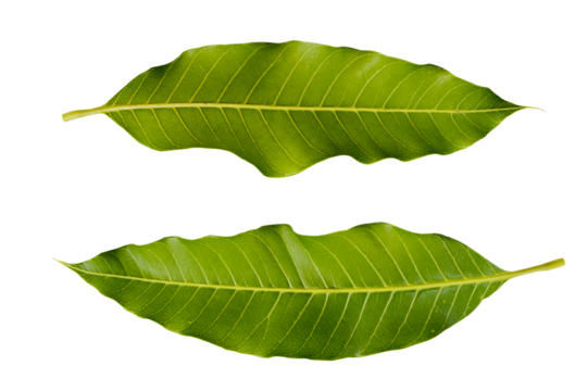 mango leaf arrangement flat lay style 