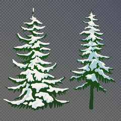 Realistic vector illustration of a spruce tree in the snow on a transparent background. Green fluffy pine isolated on a white background. Winter snow-covered trees. Elements for the Christmas scene.