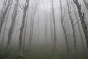 Nebbia nel bosco 
