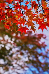 秋の赤と空の青