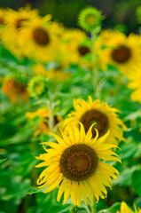 Close up of  Sunflowers in garden.