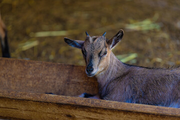 Little goat on the farm