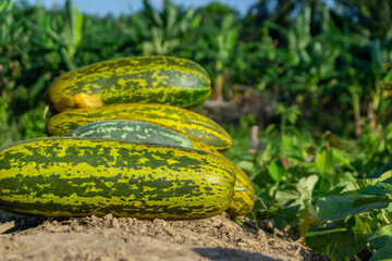 Harvesting cucumber suri. Timun suri or cucumber fruit. Popular fruit in Indonesia taste soft and fresh.