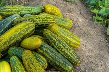 Harvesting cucumber suri. Timun suri or cucumber fruit. Popular fruit in Indonesia taste soft and fresh.
