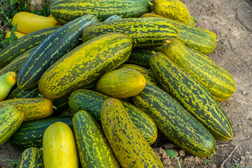 Harvesting cucumber suri. Timun suri or cucumber fruit. Popular fruit in Indonesia taste soft and fresh.