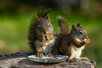 American red squirrel mom and kid are eating at the feeder. © Saeedatun
