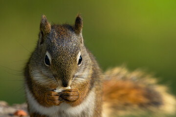Portrait of a little squirrel eating peanut in the summer garden.