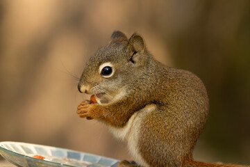 Baby squirrel is  eating peanuts from the feeder in the garden.