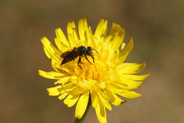 Leaf-cutting cuckoo bee, sharp-tailed bee (Coelioxyss). Subfamily leafcutter bees (Megachilinae). Family Megachilidae. Flower of catsear, flatweed (Hypochaeris radicata). Family Asteraceae. June, 