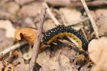 アリにみつかってマウントをとられるハチガタハバチの幼虫（晴天、屋外マクロ撮影）