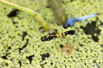 	水草の浮く池の水面を卵を産もうとホバリングするシオカラトンボの雌と背景に雄（マクロ撮影）