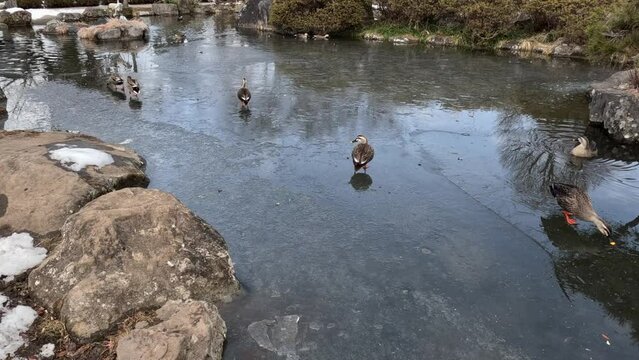 池に張った氷の上を歩き回る可愛い鴨の仲間たち。