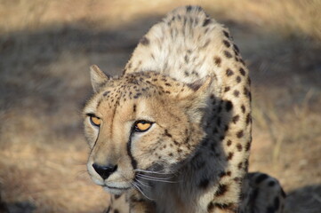 Staring Cheetah
