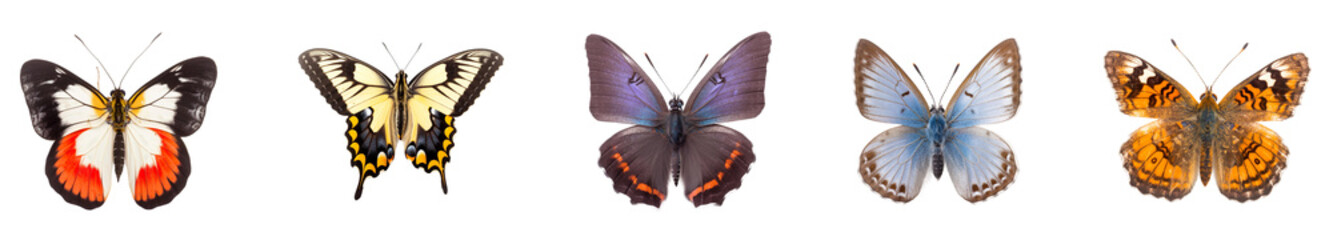Obraz premium collection of different colorful butterflies isolated on transparent white background 