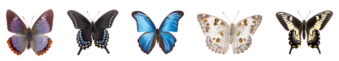 collection of different colorful butterflies isolated on transparent white background 