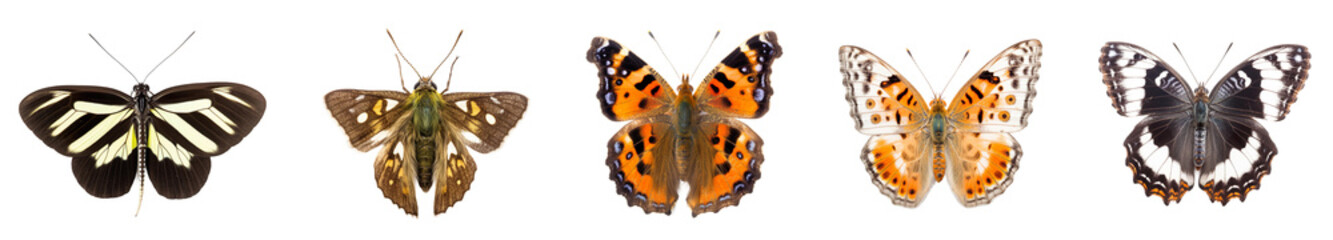 collection of different colorful butterflies isolated on transparent white background 