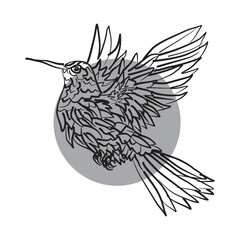 Hummingbird vector illustration with brush tool style isolated on white