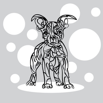 Cute Boston Terrier Puppy vector illustration in black brush tool style isolated on gray