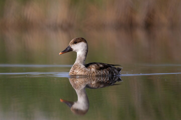 Red-crestRed-crested Pochard, Female, swimming in the lake.