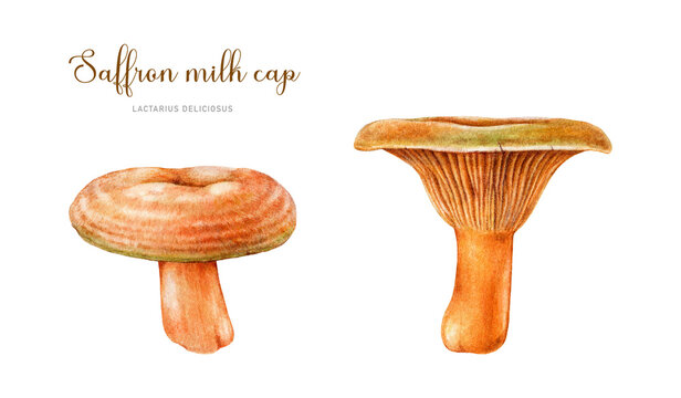 Saffron milk cap element set. Watercolor illustration. Hand drawn Lactarius deliciosus fungus. Forest tasty edible mushroom. Saffron milkcap collection on isolated white background