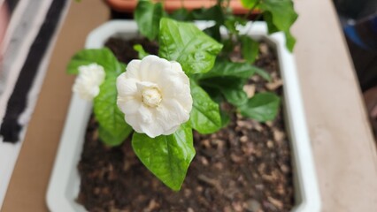 jasmine 