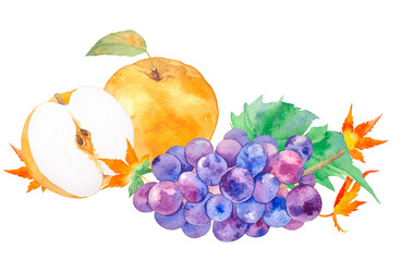 Naklejka na ściany i meble 美味しそうな果物盛り合わせぶどうと梨の水彩イラスト
