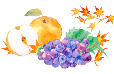 Naklejka na ściany i meble 美味しそうな果物盛り合わせぶどうと梨の水彩イラスト