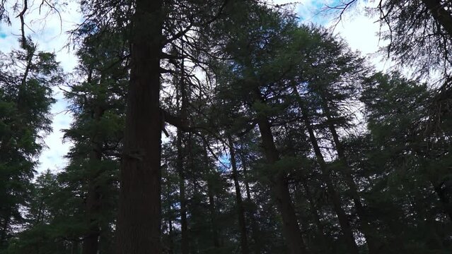 Tall and green pine trees with cloudy sky in background as seen from Hadimba devi temple in Manali, Himachal Pradesh, India. Nature background. Summer holidays in Manali.