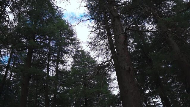 Tall and green pine trees with cloudy sky in background as seen from Hadimba devi temple in Manali, Himachal Pradesh, India. Nature background. Summer holidays in Manali.