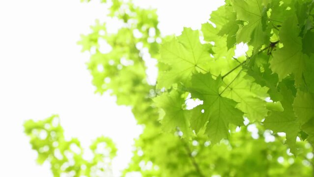 The movement of leaves against the sky. Green maple leaves are swaying in the wind. High quality 4k footage