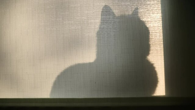 The shadow of a cat on the windowsill in front of the window in the zoom. The cat in the zoom behind the roller blind of the lettuce plant.