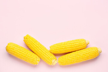 Fresh corn cobs on pink background