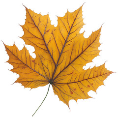 Obraz premium Watercolor autumn leaf.