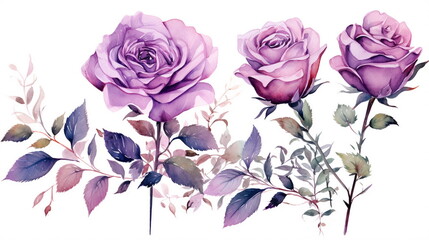 set watercolor elements of pink and purple roses collection garden flowers leaves; branches. Botanic; illustration, eucalyptus Wedding floral design, white background. AI generated Illustration