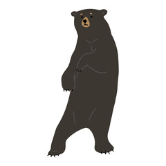 American Black Bear Single 34 cute on a white background, vector illustration. 