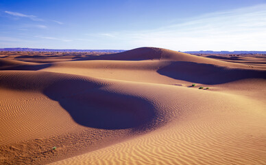 Fototapeta na wymiar Waving sand dune- Sahara desert landscape at sunset