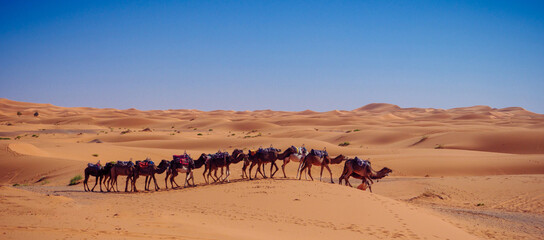 Fototapeta na wymiar Sahara Desert Dunes and Camel Train