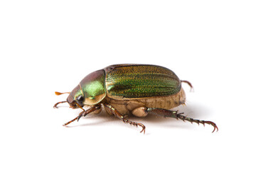 Coleoptera green scarabaeidae beetle isolated white background