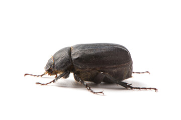 Coleoptera black scarabaeidae beetle isolated white background