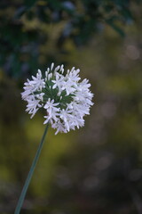 Dandelion in the wind